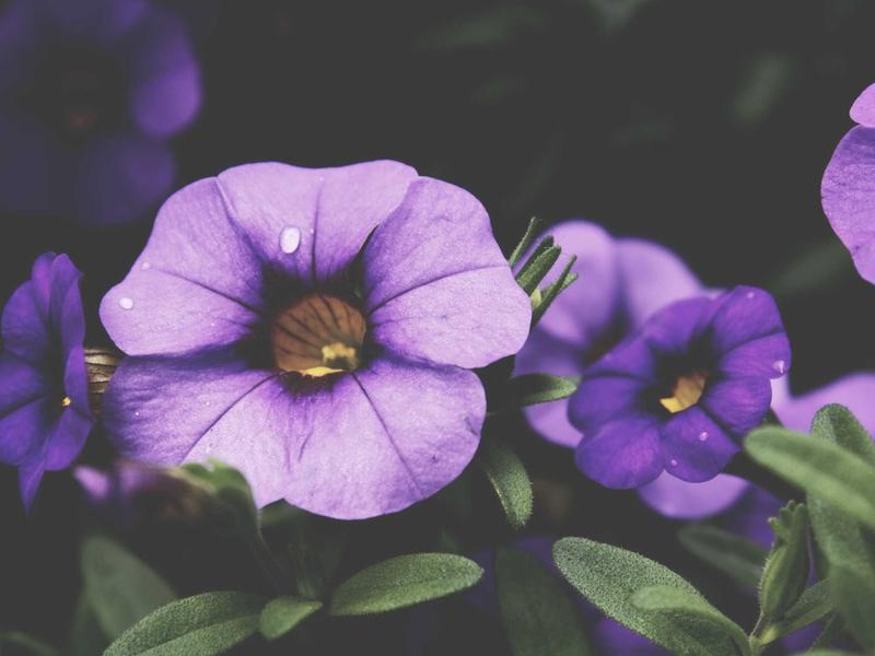 community screenshot 2